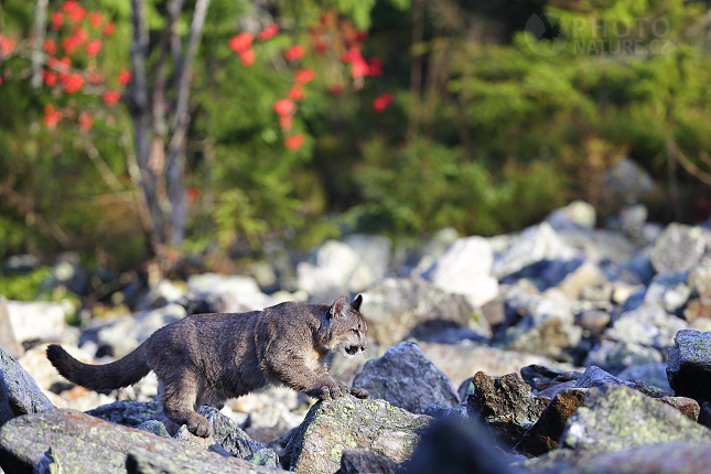 The cougar, Mountain lion, Puma 