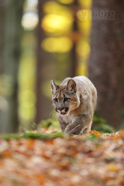 The cougar, Mountain lion, Puma 