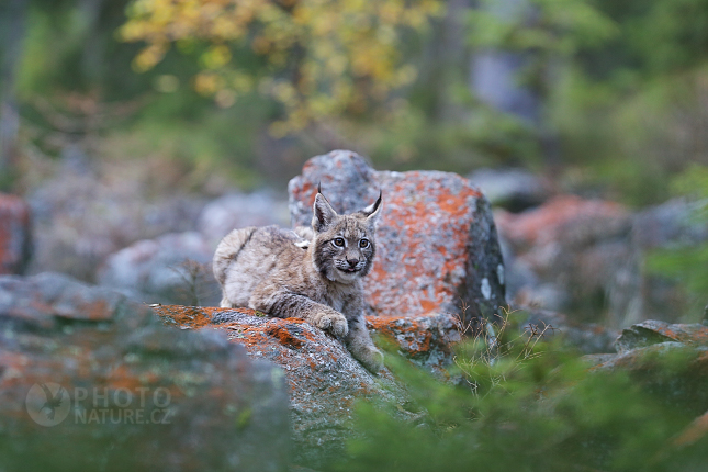 Euroasian Lynx 