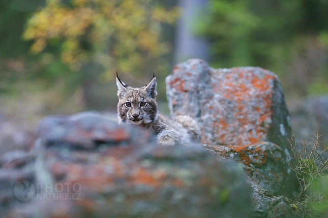 Euroasian Lynx 