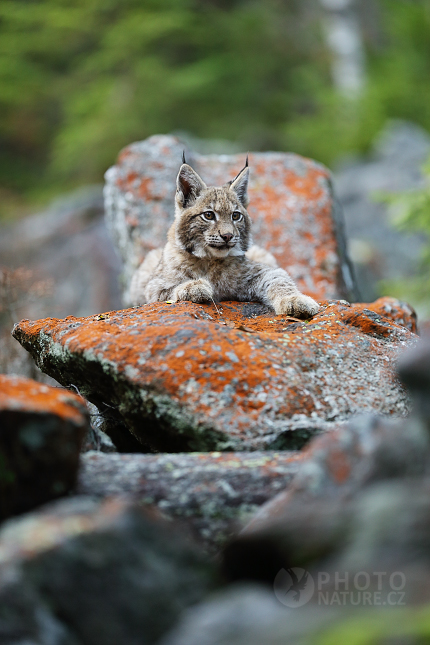 Euroasian Lynx 