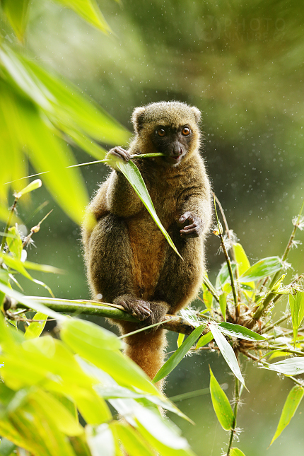 Golden Bamboo Lemur