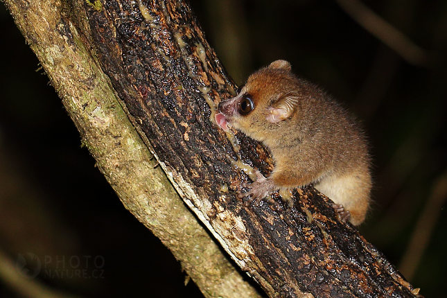 Brown mouse lemur