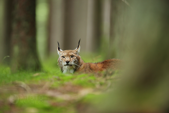 Eurasian Lynx