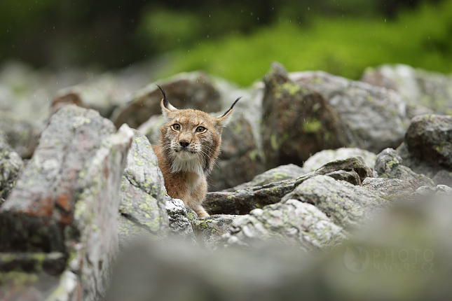 Eurasian Lynx