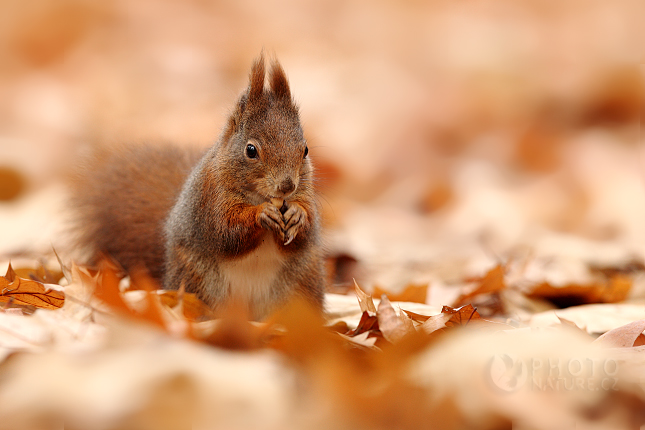 Red squirrel