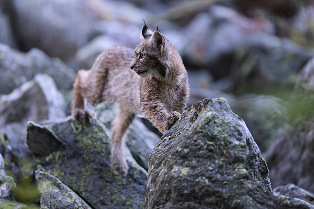 Euroasian Lynx