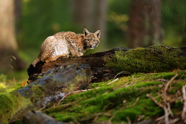 Euroasian Lynx