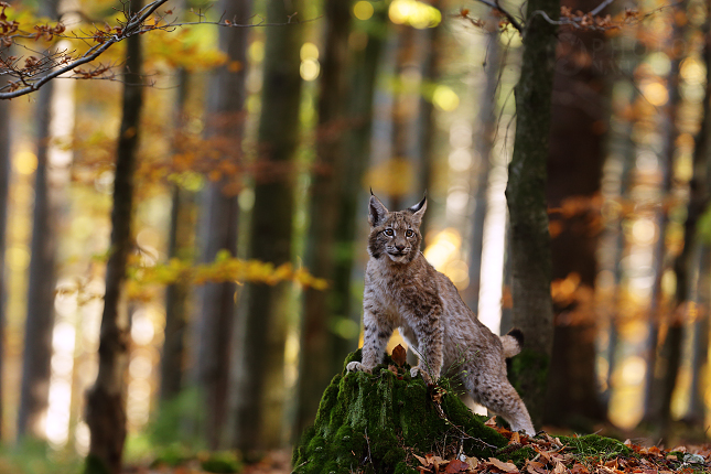 Euroasian Lynx