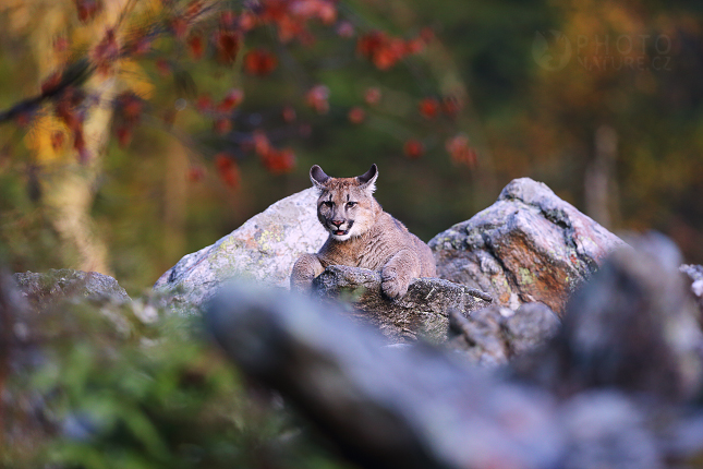 The cougar, Mountain lion, Puma