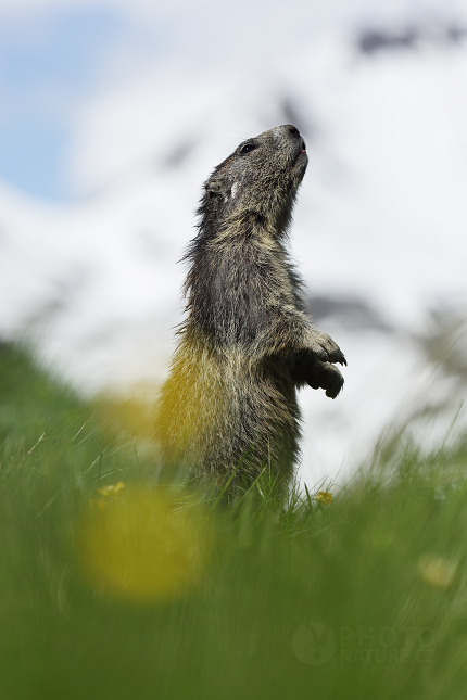 Marmot, Murmeltiere 