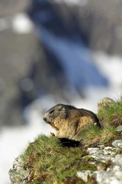 Marmot, Murmeltiere 