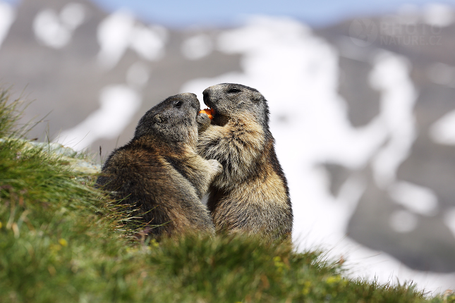 Marmot, Murmeltiere 