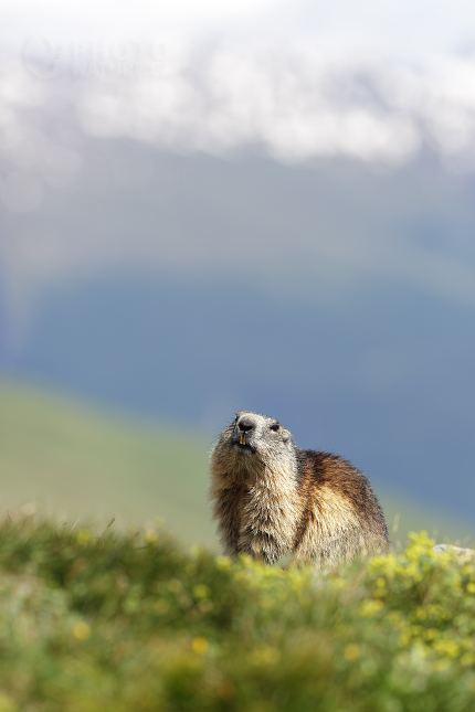 Marmot, Murmeltiere 