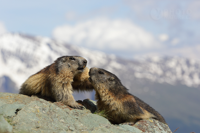 Marmot, Murmeltiere 