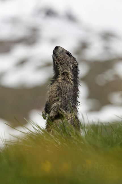 Marmot, Murmeltiere 