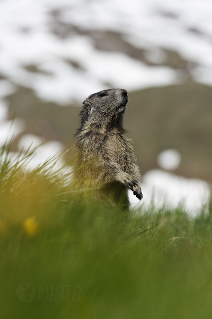 Marmot, Murmeltiere 