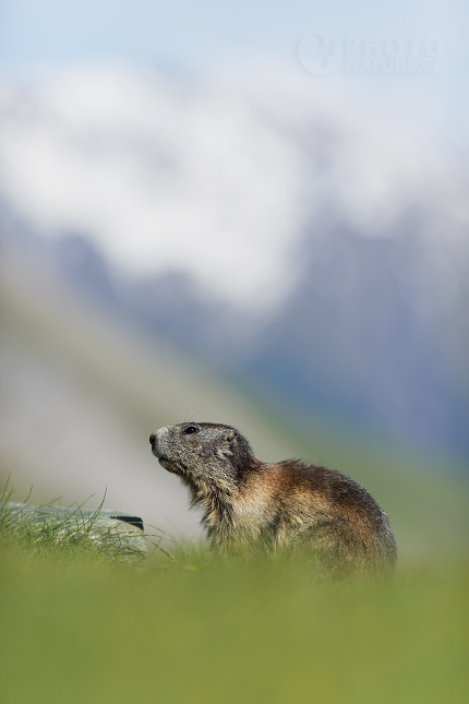 Marmot, Murmeltiere 