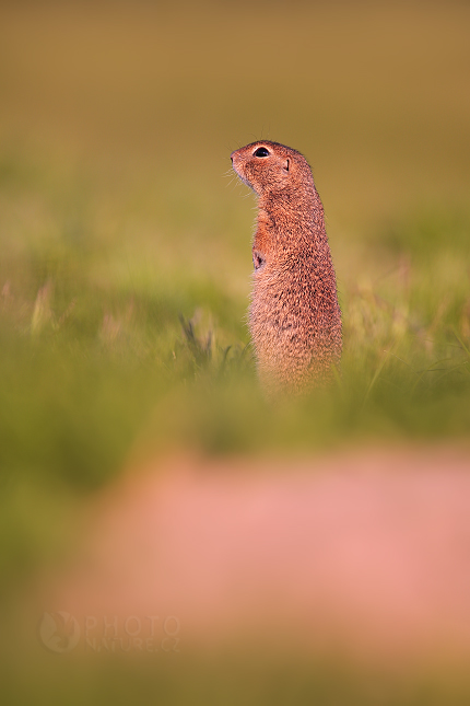 European Ground Squirrel