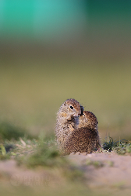 European Ground Squirrel 