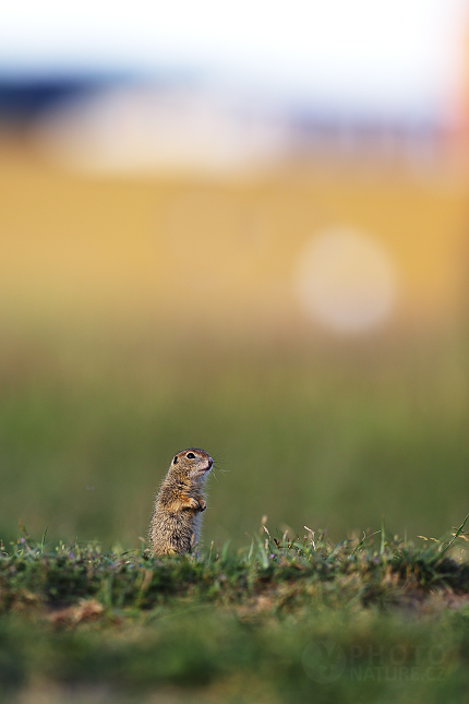 European Ground Squirrel 