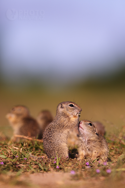 European Ground Squirrel 