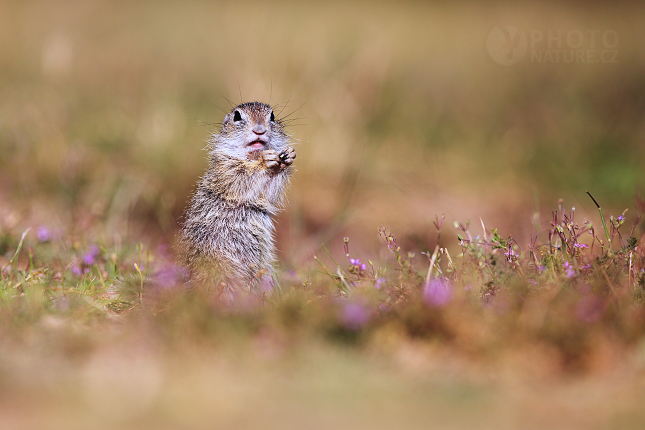 European Ground Squirrel 