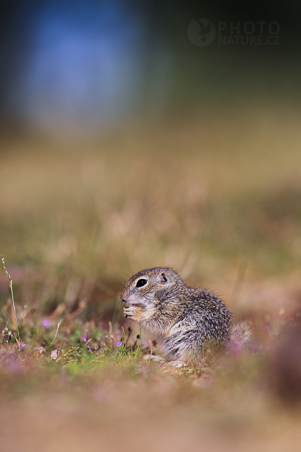 European Ground Squirrel 