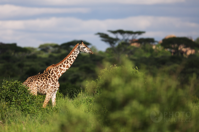 Masai Giraffe