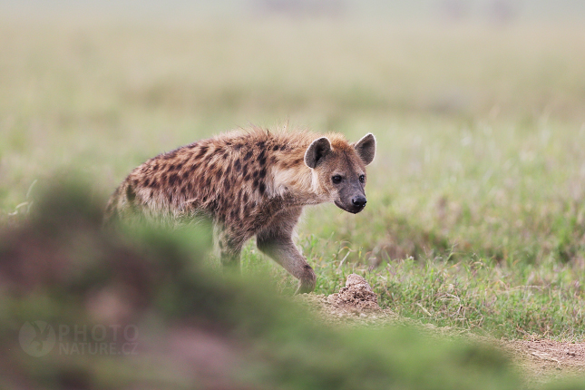 Spotted Hyena