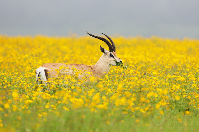 Thomson's gazelle