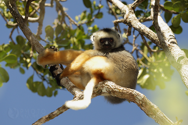 Diademed Sifaka