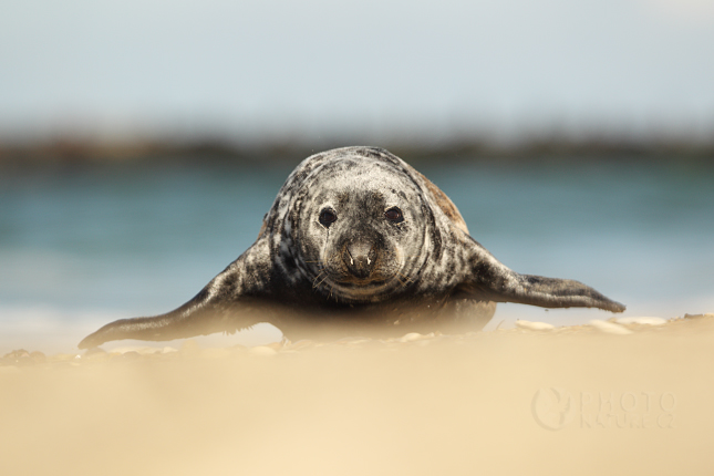 Atlantic Grey Seal