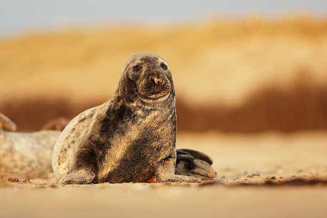 Atlantic Grey Seal