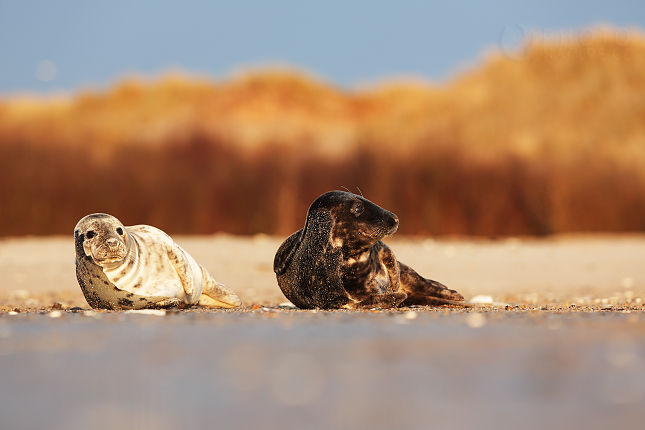 Atlantic Grey Seal