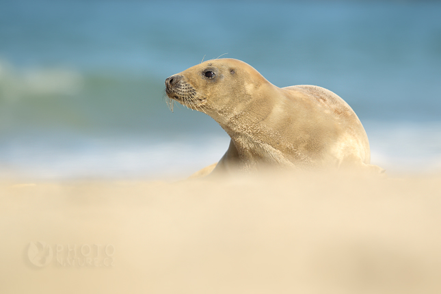 Harbor Seal