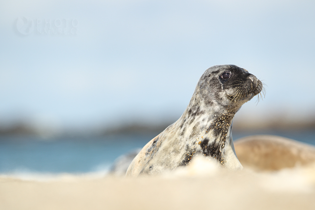 Atlantic Grey Seal