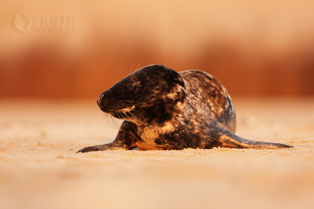 Atlantic Grey Seal