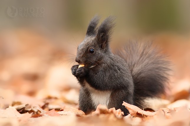 Veverka obecná (Sciurus vulgaris), Česko