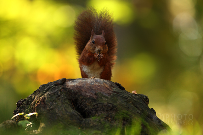 Red squirrel