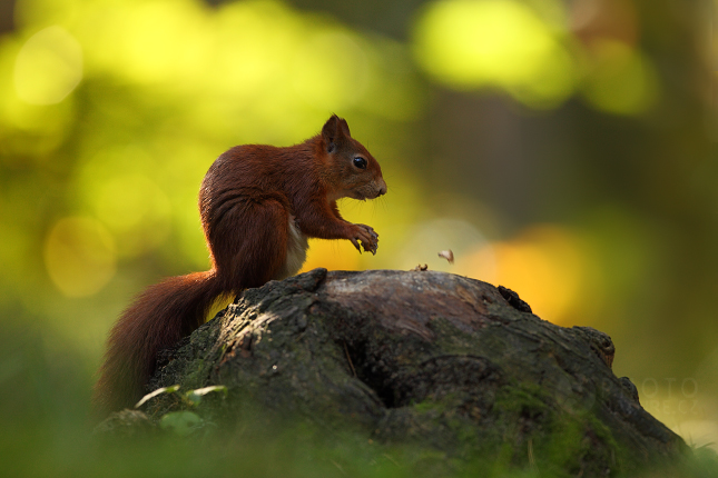 Red squirrel