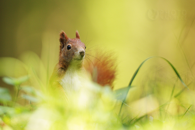 Red Squirell