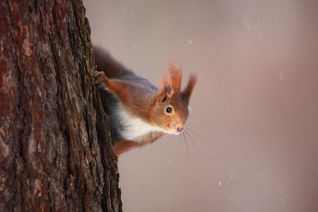 Red Squirell