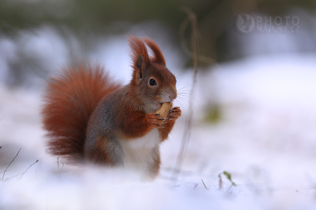 Red Squirell