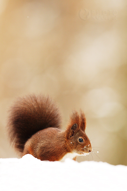 Red Squirell