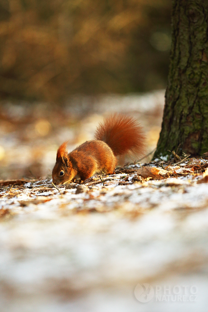 Red Squirell 