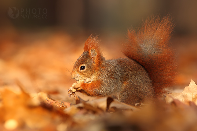 Red squirrel