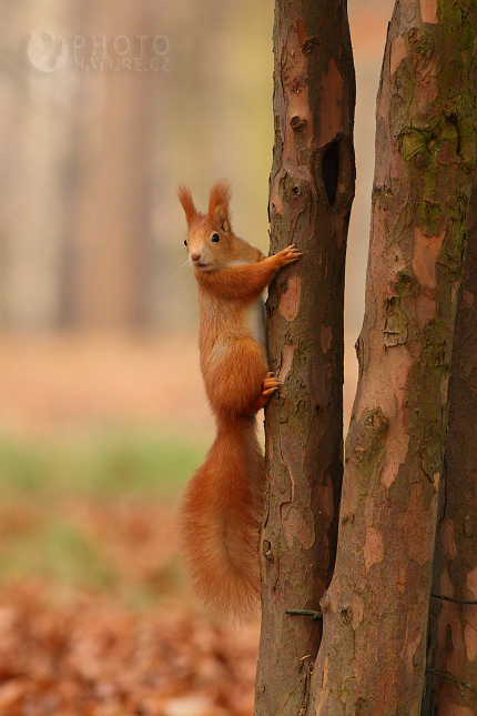 Red squirrel