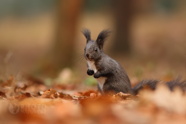 Red squirrel