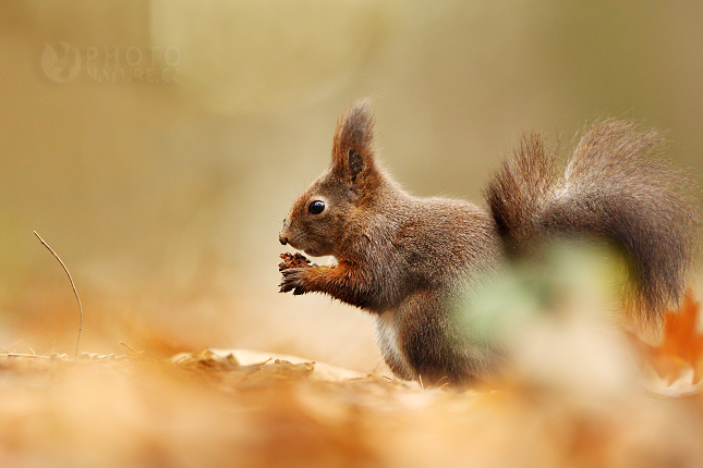 Red Squirell